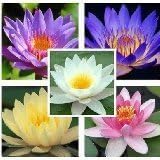 10Pcs Sapphire Lotus Seeds by PHhouse