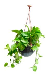 Root Bridges Indoor Money Plant (Green)