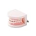 Easyinsmile® Dental Standard Teeth Teaching Model Kids Denture Model Tooth Model for Student