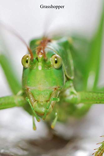 Grasshopper: Small lined Grasshopper notebook - Travel Journal to write in - 120 pages - 6"x9"