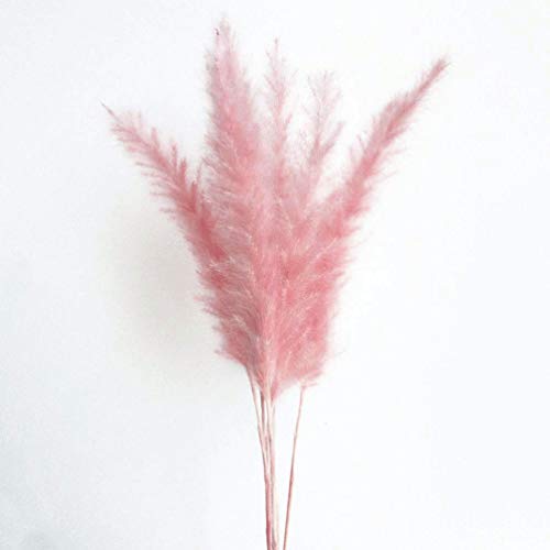 MLSG 60 Stems Natural Dry Flowers Small Pampas Grass, Phragmites Communis, Dried Flowers Bouquet for - //medicalbooks.filipinodoctors.org