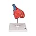 3B Scientific G08 2 Part Classic Heart Model, 7.5