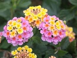 Pastel Pink and Yellow Lantana 2 Seeds!nice Color!