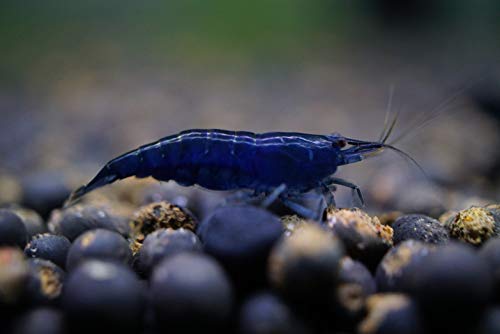 CIP 5 Blue Dream (Neocaridina Davidi) Live Freshwater Aquarium Shrimps 1/4 to 1/2 inch