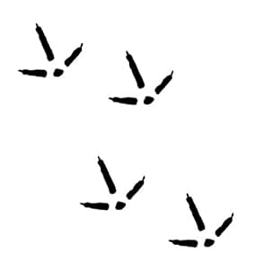 Amazon.com: Turkey Track Decals - Set of 12: Automotive