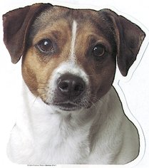 Danisch Schwedischer Hofhund Aufkleber Gross Amazon De Haustier