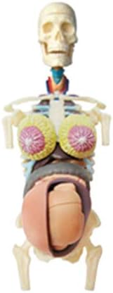 人体骨格解剖胴体心臓脳スケルトン4d人体解剖学スケルトン胴体モデル透明な