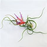 Large Air Plants - Large Bulbosa Air Plants - Nice big 8 to 10 inch air plants - 30 Day Guarantee - Free Shipping for Air Plant Shop orders over $45 - Free air plant care ebook with order