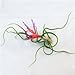 Large Air Plants - Large Bulbosa Air Plants - Nice big 8 to 10 inch air plants - 30 Day Guarantee - Free Shipping for Air Plant Shop orders over $45 - Free air plant care ebook with order