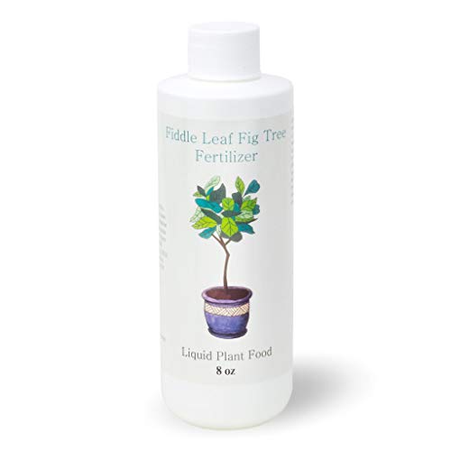 Fiddle Leaf Fig Tree Fertilizer Ficus Plant Food Improves Leaves And Branches Potted