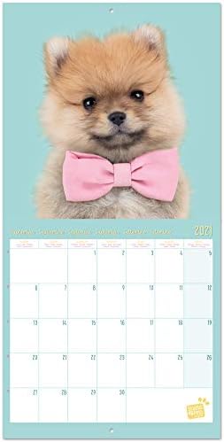 Official Studio Pets Puppies 2021 Wall Calendar 11.8 x 11.8 inches (16 Months) Family Planner Calendar 2021, CP21007 - Image 4