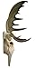 Resin Moose Skull Rustic Wall Head Mount 19 Inch
