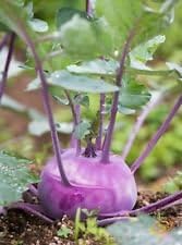 100+ Early Purple Vienna Kohlrabi Seeds-Non GMO-Open Pollinated.