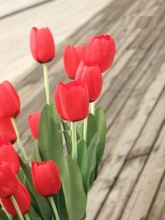 ぜいたくチューリップ かわいい 花の画像