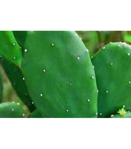 bunny succulents Monilaria Moniliformis Seeds ~ Bunny Succulents ~ Monilaria Obconica ~  Easter ~ Cool Plants ~ Easy Care