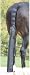 Shires Tail Bag
