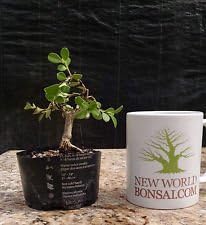 Bonsai Tree, Japanese Boxwood Bonsai tree, Mame Bonsai, Wired #4