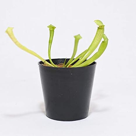 Amazon コケのインテリア コケリウム テラリウム 食虫植物 苔盆栽 サラセニア 観葉植物 オンライン通販