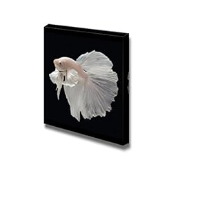 Betta Big Ear Fish on Black Background Wall Decor
