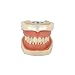 YOUYA DENTAL TM-021 Dental Typodont Teeth Model Completely Detachable Teaching Study Tools Typodont Articulated Anatomy Teeth Model 28 Removable Teeth, with a Small Screwdriver