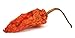 Ghost Peppers - Bhut Jolokia - 2oz 40-70 Peppers