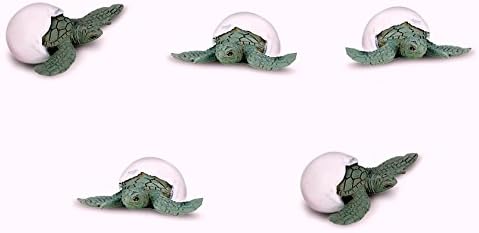 Set of 12 mini sea turtle hatchlings