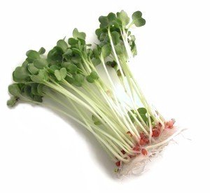 Alfalfa Sprouting Seeds, 2.5 Pounds, Chemical Free, Alfalfa Seeds, High Sprout Germination - Thumbnail 3