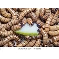 The Mad Jungle 100 Mixed Medium/Large Superworms Live Arrival Guaranteed, medium/large mixed