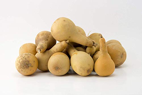 Mini Dipper Gourds for your Craft Project, Box of 15 - Thumbnail 2
