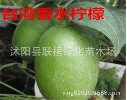 suoryisrty Kaffir Lime Seeds Citrus Aurantifolia Organic Fruit seeds Plant DIY Home Garden