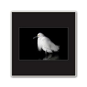 signwin Framed Canvas Wall Art A Bird Standing...
