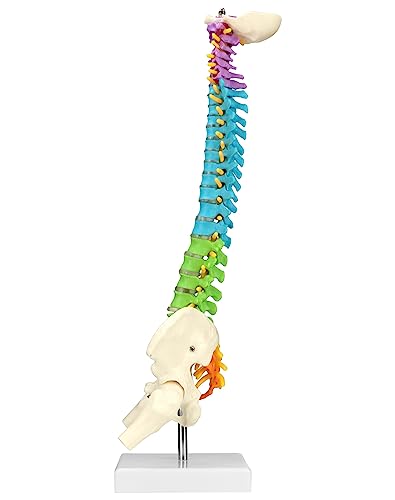 QWORK Flexible Human Spine Model with Spinal Nerves Pelvis and Thighs, Vertebral Column Anatomical Model for Medical Learning Researching Display, 45 cm / 18
