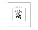 Bios Apothecary Rose Bath Oil - All Natural with Organic Ingredients - Infused with Rose Petals and Essential Oils - 5 FL.OZ - Gift for Her