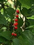 Dog Blood Herb(Rivinia Humilis)-8oz.