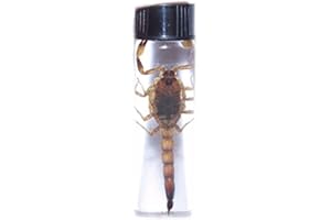 BicBugs Wet Specimen Real Gold Scorpion Preserved in Vial Tall Vial