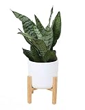 Costa Farms Snake Plant, Sansevieria, with 6.5-Inch Wide Mid-Century Modern Planter and Plant Stand Set, White, Fits on Floor/Tabletops