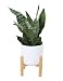 Costa Farms Snake Plant, Sansevieria, with 6.5-Inch Wide Mid-Century Modern Planter and Plant Stand Set, White, Fits on Floor/Tabletops primary