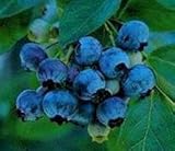Faeries Finest Flavor Extract, Blueberry, 16 Ounce