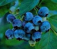 Faeries Finest Flavor Extract, Blueberry, 16 Ounce
