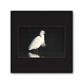signwin Framed Canvas Wall Art A Bird Standing...