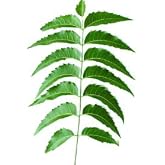 Fresh Organic Neem Leaves - Azadirachta Indica | 300 Leaves | Hojas de nim |Certified Fresh from Florida