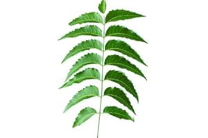 GOODLUCK GANESHA Fresh Neem Leaves 200 Leaves | Margosa, Azadirachta Indica, Indian Lilac, nim, el Nimbo de la India | |Handpicked, 100% Natural, Pesticide-Free, Non-GMO | Certified Fresh from Florida