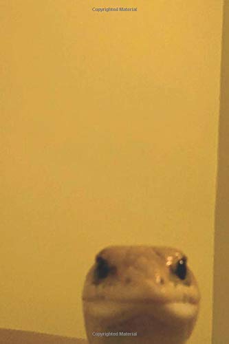Amazon Com Staring Animals Lizard Meme Notebook Journal Lizard Looking At Camera 6 X 9 In 9798625832465 Inc Meme Notebooks Books