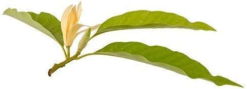 Champaca Essential Oil Dilution 10ml