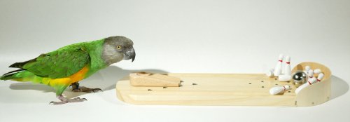 Birdie Bowling Trick Training Prop