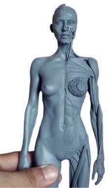 30CM Female Human Anatomical Anatomy Skull Head Body Muscle Bone Resin Model Blue