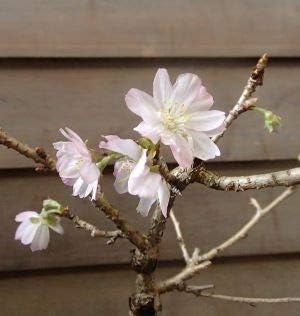 Amazon 5寸鉢植え 十月桜 サクラ 桜 苗木 さくら 苗 サクラ 植木