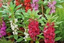 75+Dwarf Impatiens"Tom Thumb Mix" Flower Seeds Blooms in Shade Garden/Container