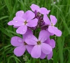 The Dirty Gardener Heirloom Hesperis Matronalis Dames Rocket Queen's Gilliflower Flowers - 500 Seeds