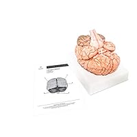 3D Anatomy Brain Model for Teaching by Trademark Scientific